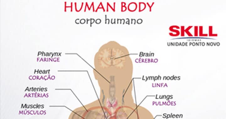 Infográfico: as partes do corpo humano em inglês